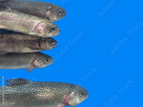 Background texture: Trout in an aquarium. Fishes in one row, on a blue background. Salmon close up, isolated