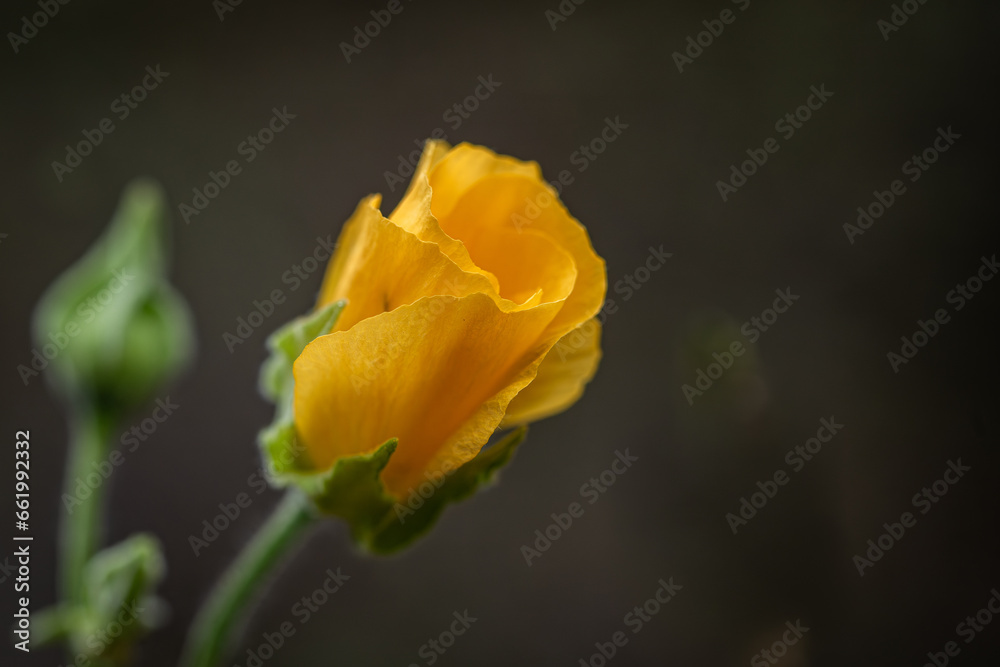 macro photograph of a yellow wildflower bud macro photograph of a yellow wildflower bud