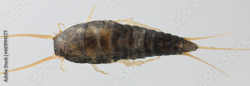 Primitive pest insect silverfish Lepisma saccharina. Isolated on a gray background.  Top view. © Tomasz