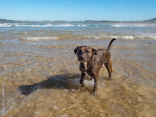 Dog walking on the sea