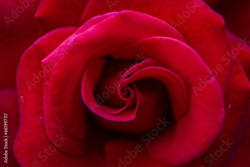 Fototapeta Naklejka Na Ścianę i Meble -  red rose close up