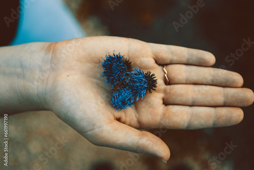 thistle blossom in the hands of a girl