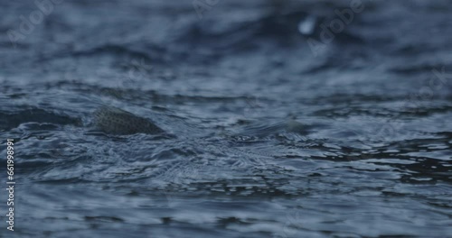 Close up slow motion of a huge rainbow trout swimming in a river photo