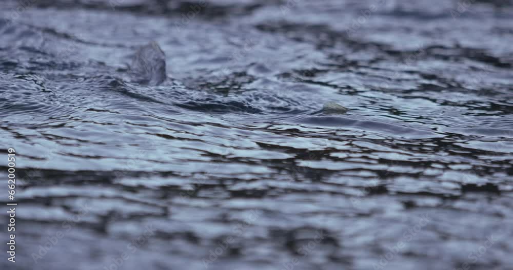 close up slow motion of a trout swimming up river close up slow motion of a trout swimming up river