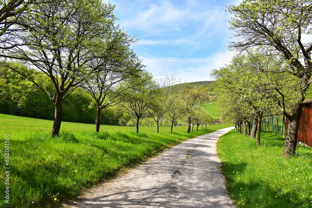 Road alley tree spring landscape