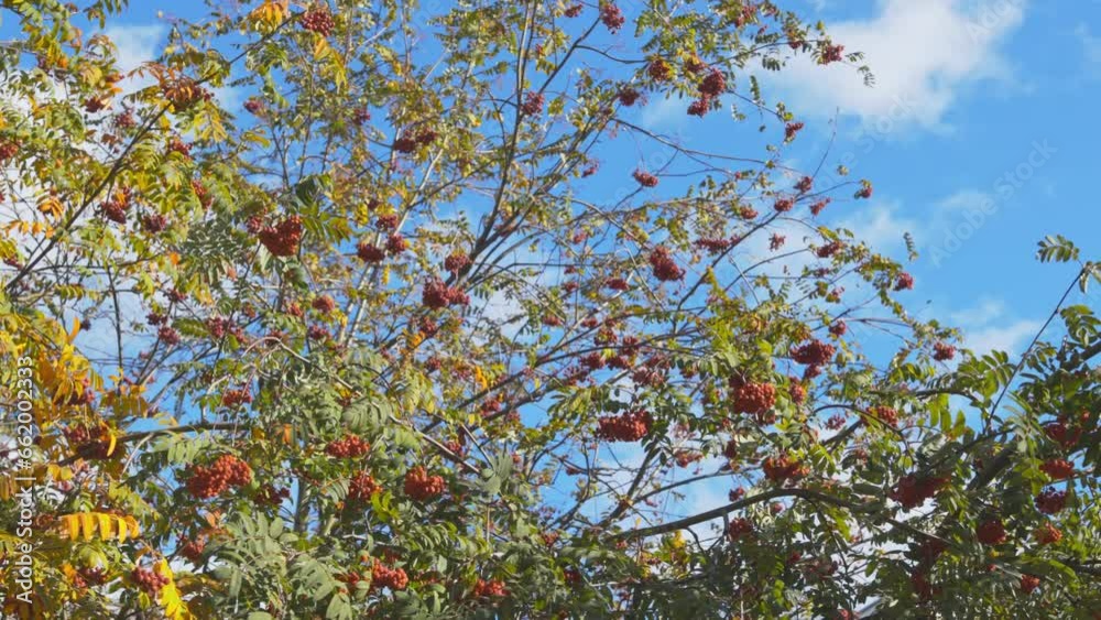 Rowan tree at autumn, mooving on wind, panoramic move. Rowan tree at autumn, mooving on wind, panoramic move.
