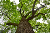 Nature oak tree green forest