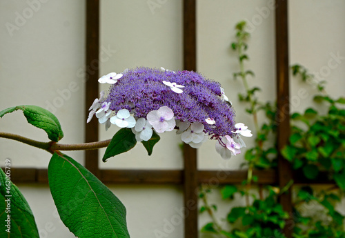 Obraz na płótnie Hortensja kosmata, odmiana 'Macrophylla', Hydrangea aspera, rozmyte tło, bokeh w salonie