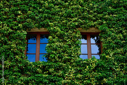 Bluszcz pospolity na ścianie domu między oknami,(Hedera helix ), Bluszcz odmiana ‘Goldheart’ , Common ivy on the wall of the house between the windows, Ivy variety 'Goldheart'