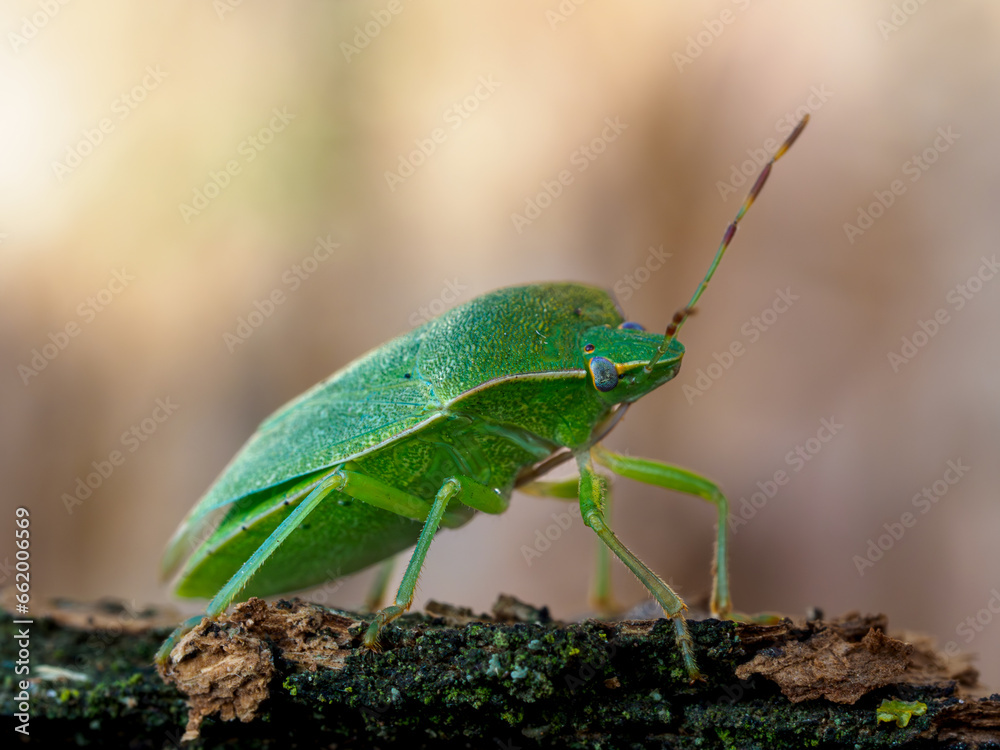 Bug Bug