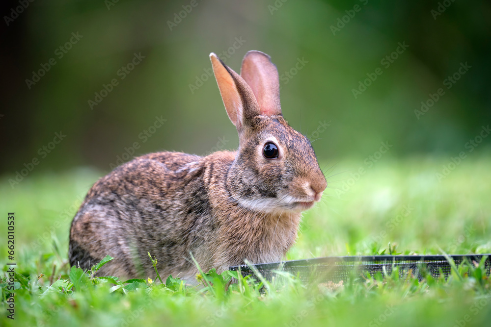Grey small hare eating grass on summer field. Wild rabbit in nature Grey small hare eating grass on summer field. Wild rabbit in nature