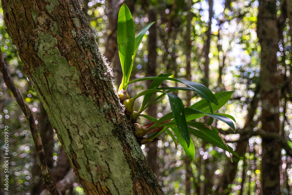 Tropical flowers blossom on the rainforest of Madagascar Tropical flowers blossom on the rainforest of Madagascar