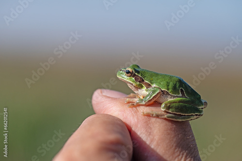 Green tree frog (Hylea orientalis) on the finger. photo