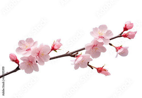 pink cherry blossom isolated on white, png, cut-out, Beautiful sakura flowers