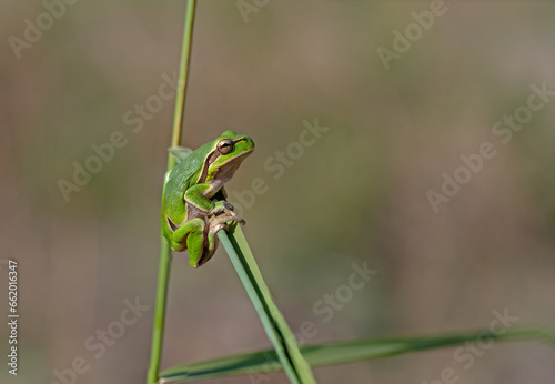 Green frog climbing on the plant in Turkey. Hyla orientalis climbing on the plant. Funny frog.