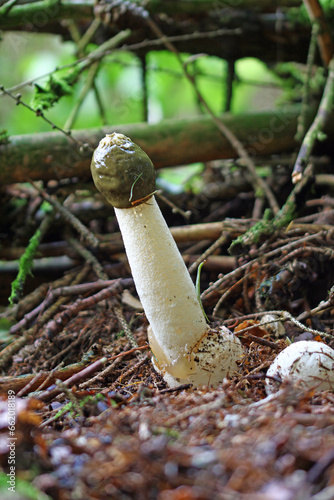 obscene common stinkhorn (phallus impudicus) in full size photo