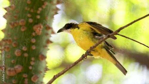 Bird known as bem-te-vi or neinei (Megarynchus pitangua) in selective focus 4K video photo