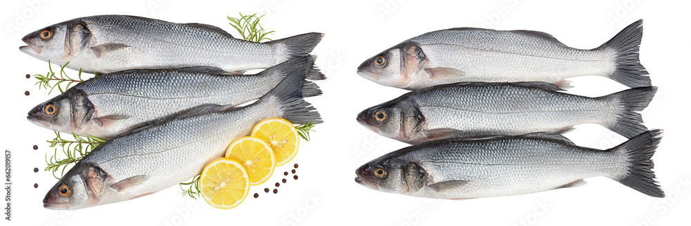 Sea bass fich isolated on white background . Top view. Flat lay Sea bass fich isolated on white background . Top view. Flat lay