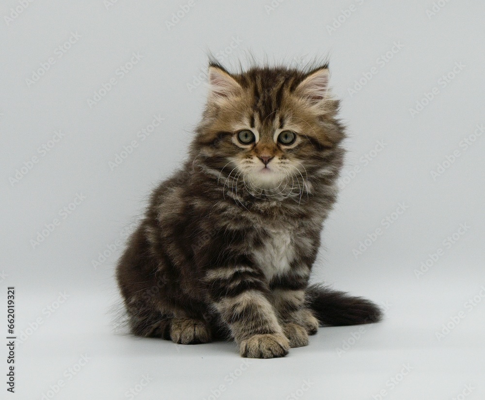 Obraz premium Siberian kitten on a white background