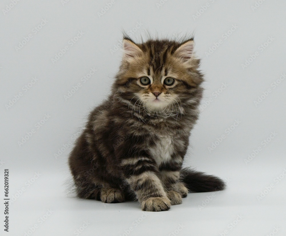 Siberian kitten on a white background