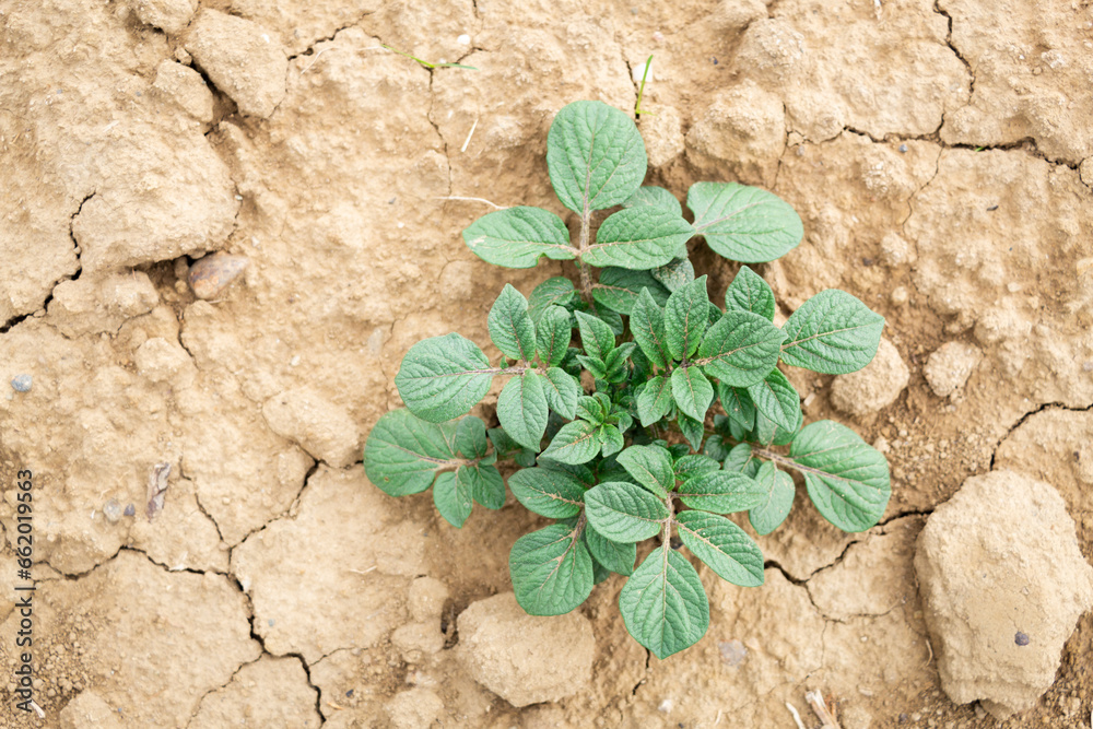 planta verde de papa o patata brotando del suelo seco con grietas, sequía planta verde de papa o patata brotando del suelo seco con grietas, sequía