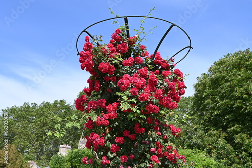 Photos Iron trellis with roses