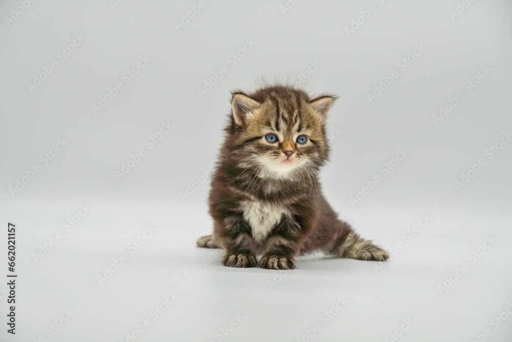 Obraz premium Siberian kitten on a white background