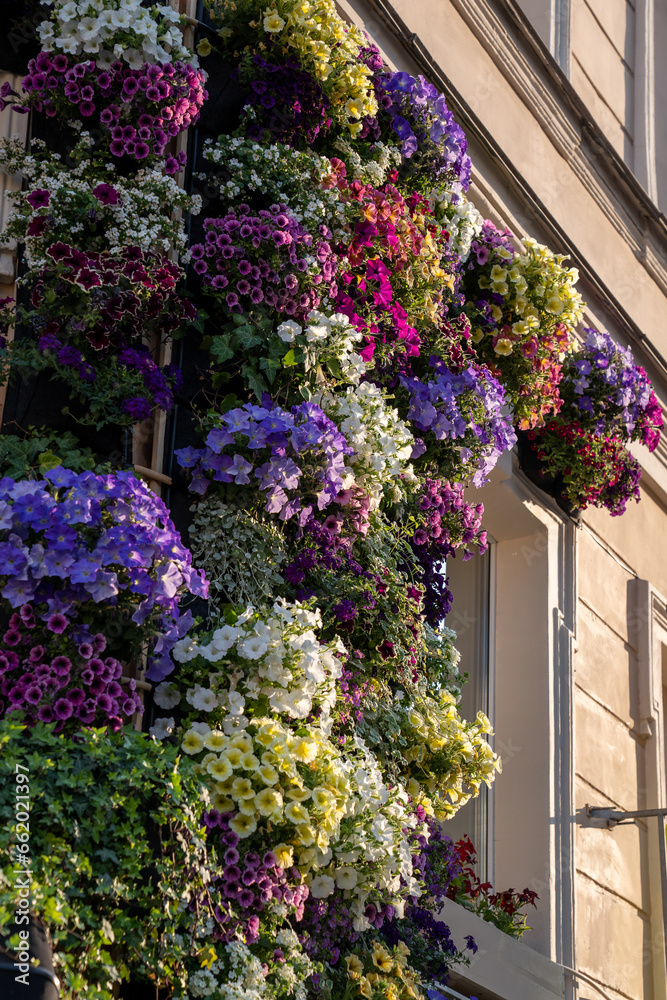 Abundance of colorful flowering plants on facade of house. Siding of building, decorated with fragrant purple pink fresh flowers in golden rays of sun. Exterior of cafe restaurant outside at entrance