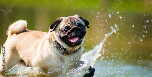 happy pug dog running through the water in a forest natural sunlight 