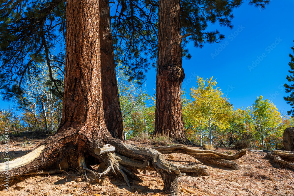 Ponderosa pine with roots showing on a steep bank Ponderosa pine with roots showing on a steep bank