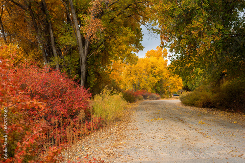 Unpaved autumn road in western Colorado with aspens and oak brush