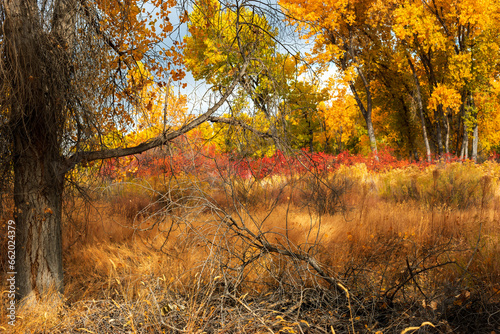 autumn meadow in western Colorado
