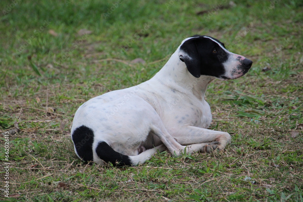 animal cachorro au au - canis lupus familiaris animal cachorro au au - canis lupus familiaris
