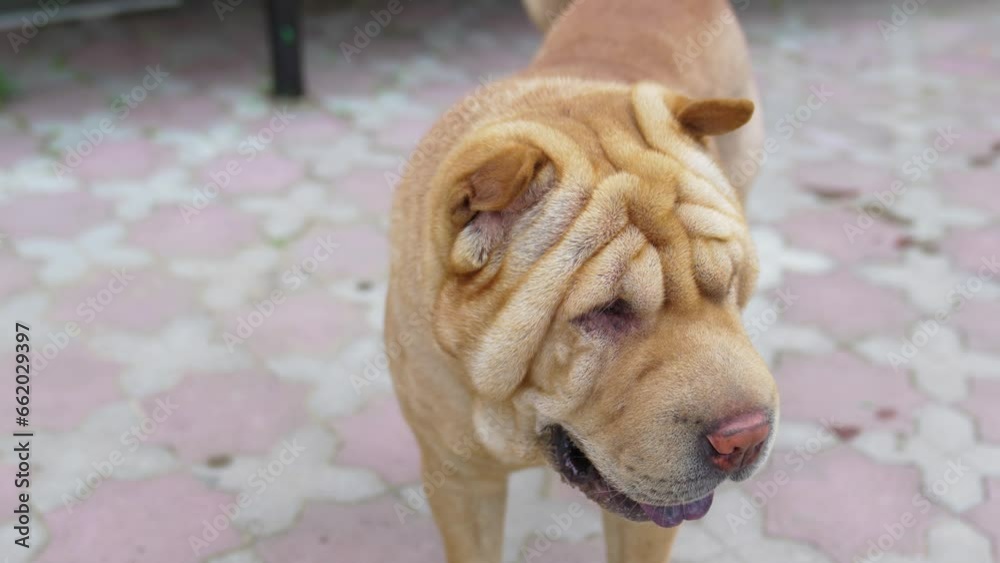 Sharpey. The breed of guard and hunting, and in ancient fighting dogs from China Sharpey. The breed of guard and hunting, and in ancient fighting dogs from China