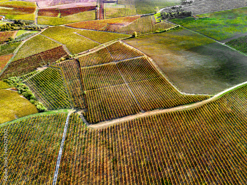 Muitas pequenas vinhas coloridas na época das vindimas. Cores de Outono.  photo