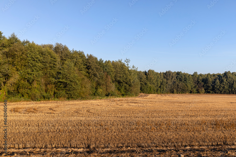 forest and field in mid-September in sunny warm weather