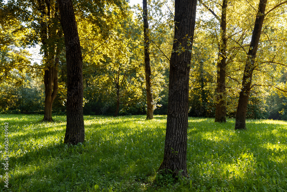 deciduous trees with green foliage in spring, green foliage