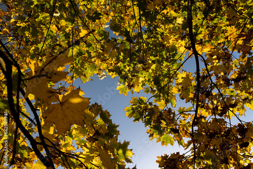 Autumn park with trees during leaf fall