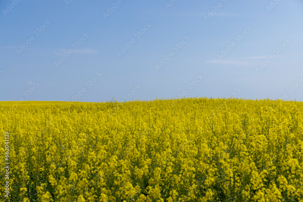 rapeseed blooming with yellow flowers in the spring season