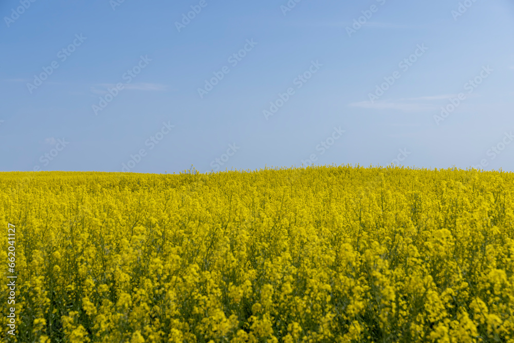 rapeseed blooming with yellow flowers in the spring season rapeseed blooming with yellow flowers in the spring season