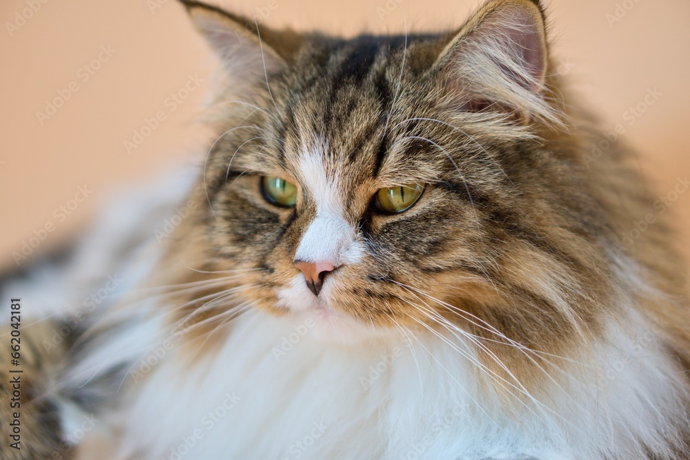 Fototapeta premium Big Siberian cat on colored background