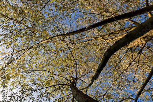 willow tree in the autumn season with foliage changing color
