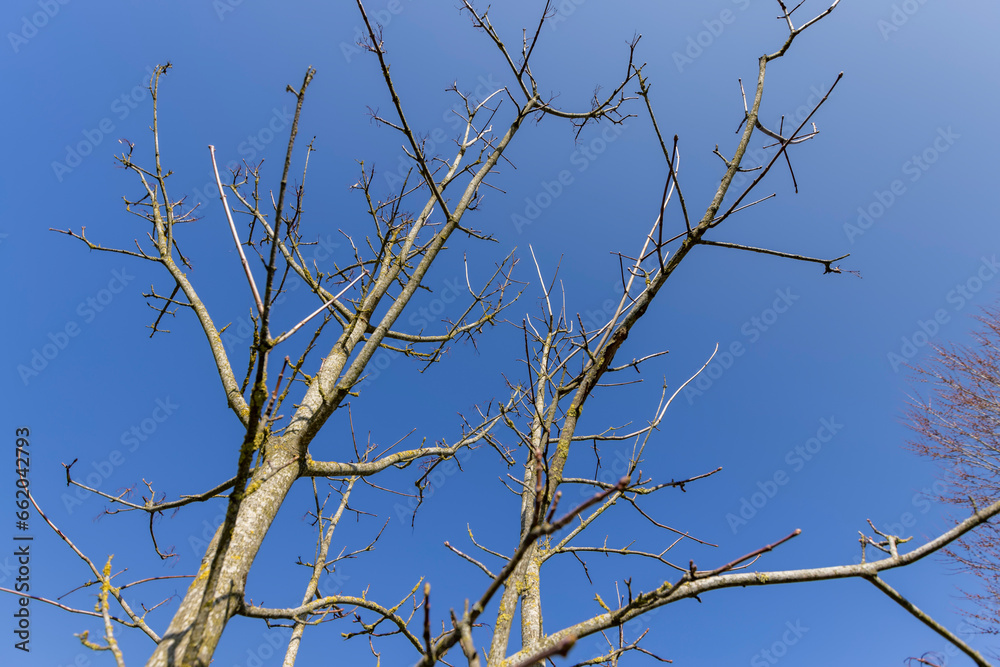 holly maple branches without foliage in the spring season holly maple branches without foliage in the spring season