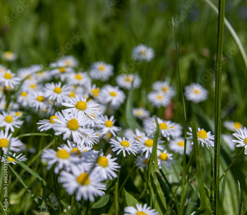 white daisy flowers in the park in spring