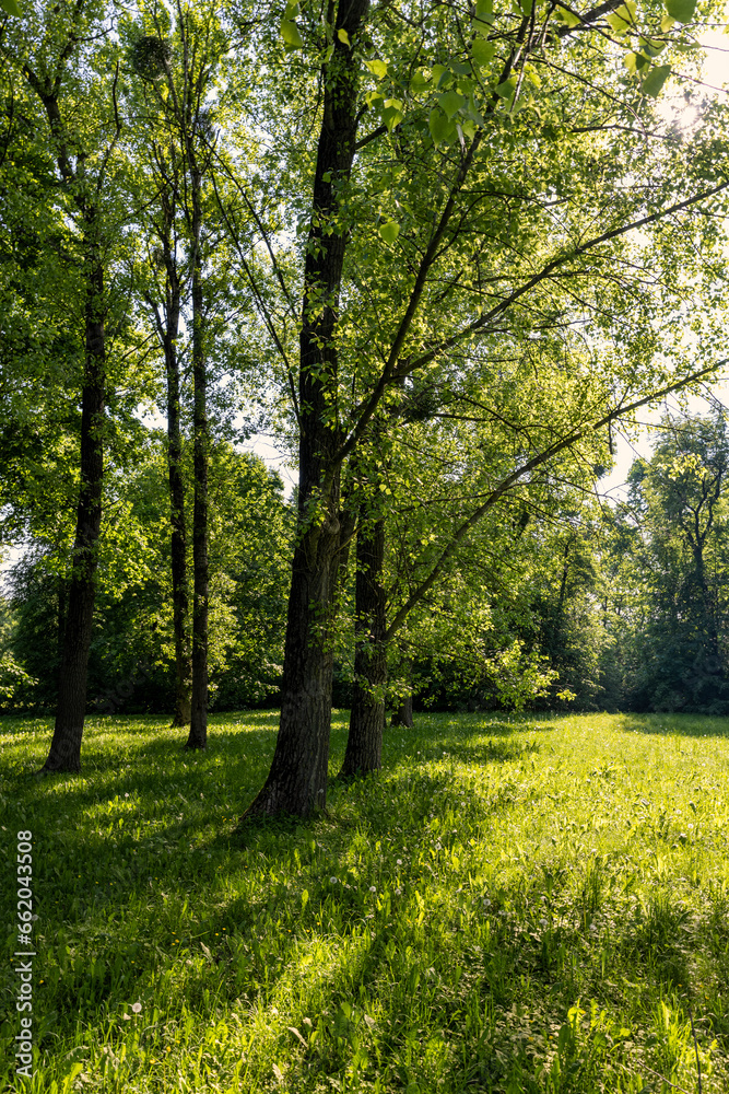 deciduous trees with green foliage in spring, green foliage