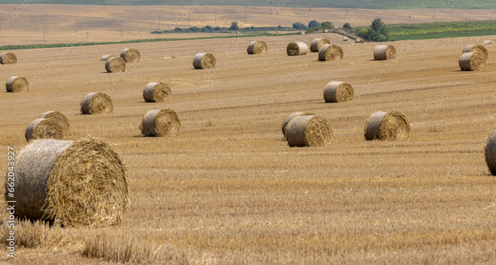 stacks of wheat straw in the field after harvest