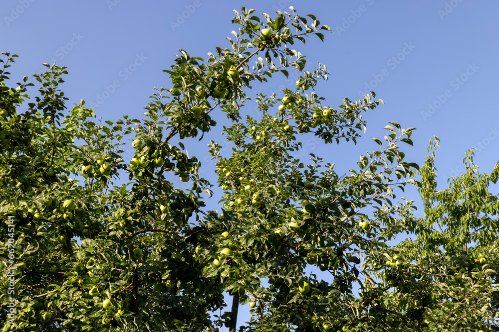 Fototapeta premium Apple harvest in the apple orchard