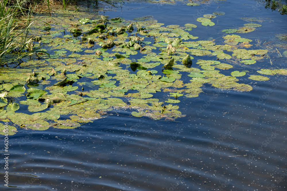close-up of an overgrown swamp in sunny weather close-up of an overgrown swamp in sunny weather