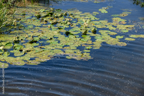 close-up of an overgrown swamp in sunny weather