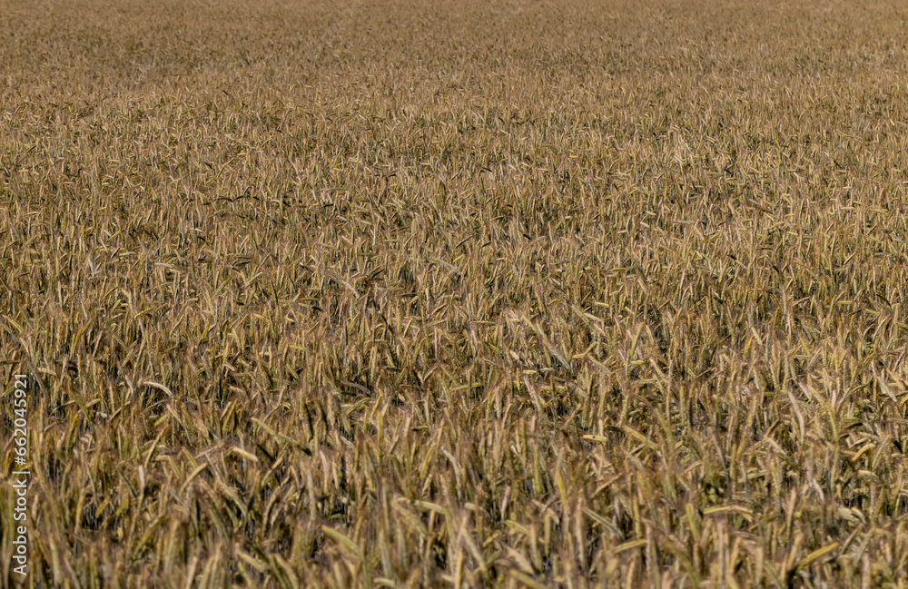 An agricultural field where ripening cereal wheat grows An agricultural field where ripening cereal wheat grows